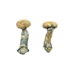 Online